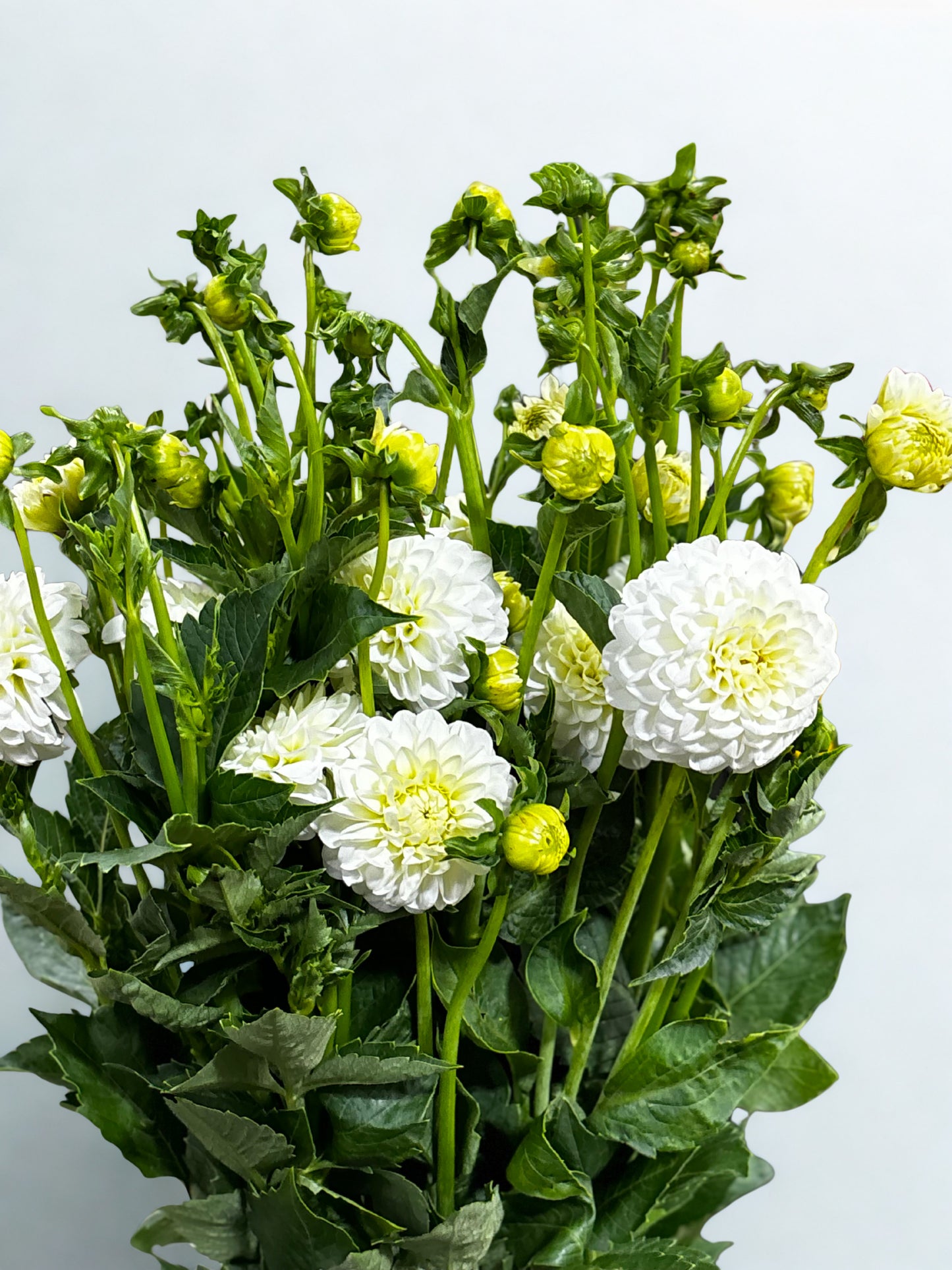 Dahlia CH