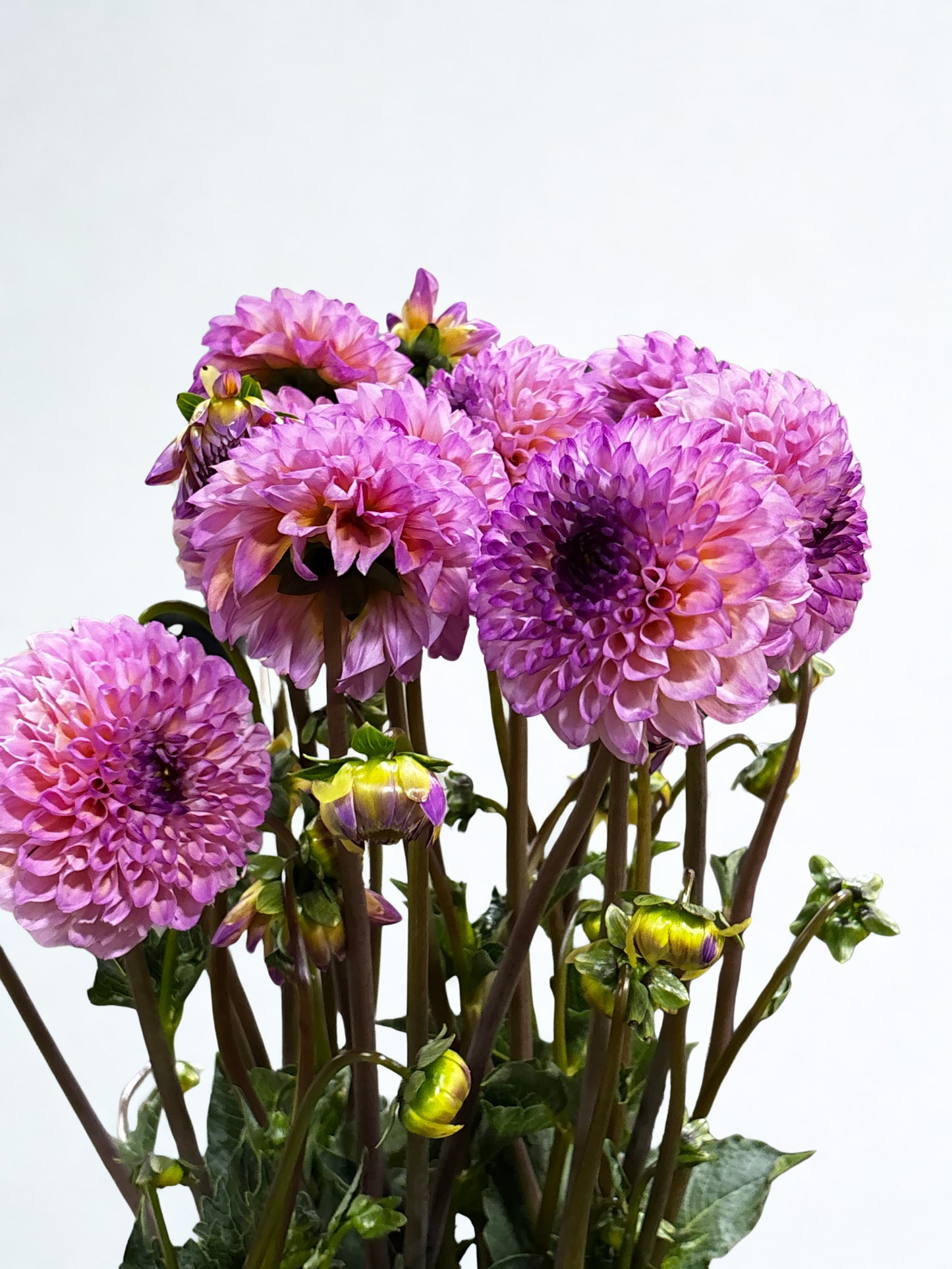 Dahlia CH