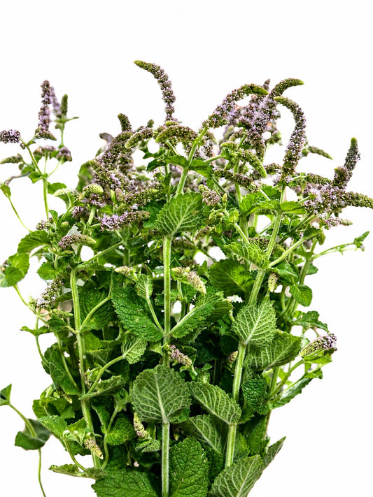 Mentha CH
