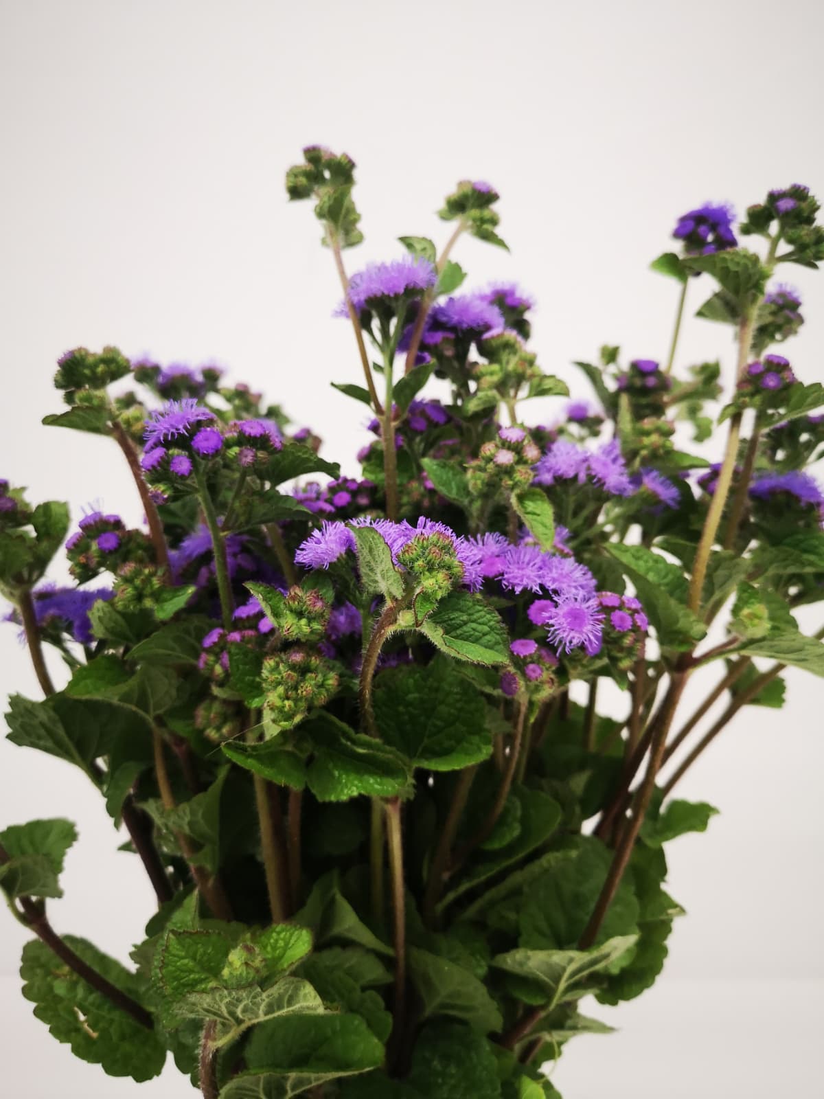 Ageratum houstonianum CH