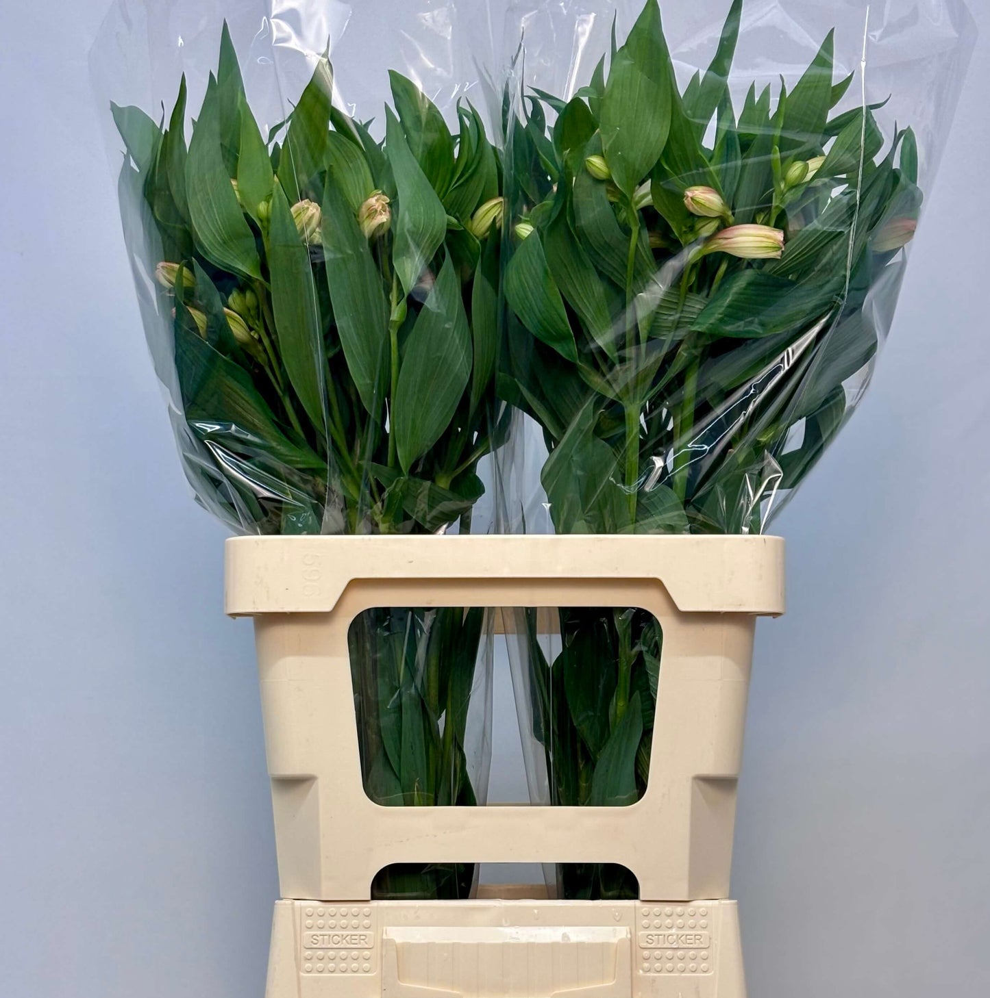 Alstroemeria 'Dirty Dancing' creme 60cm