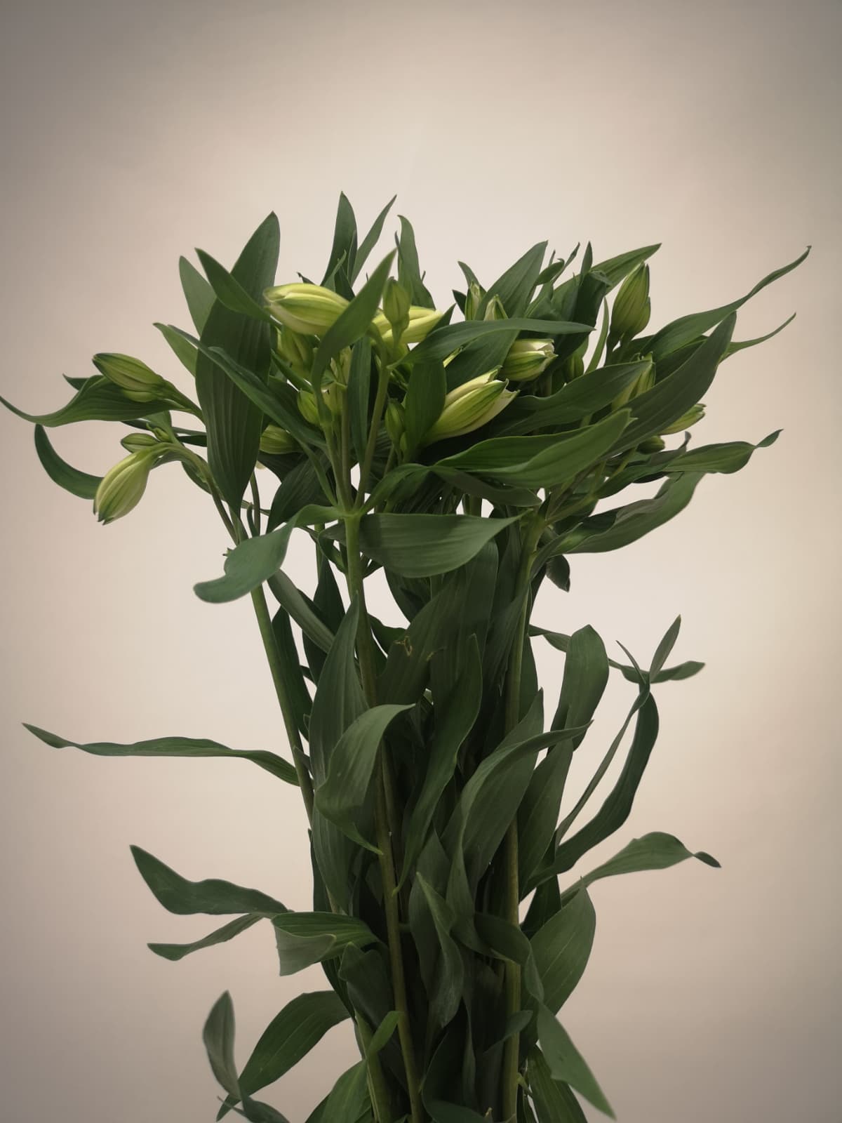 Alstromeria CH