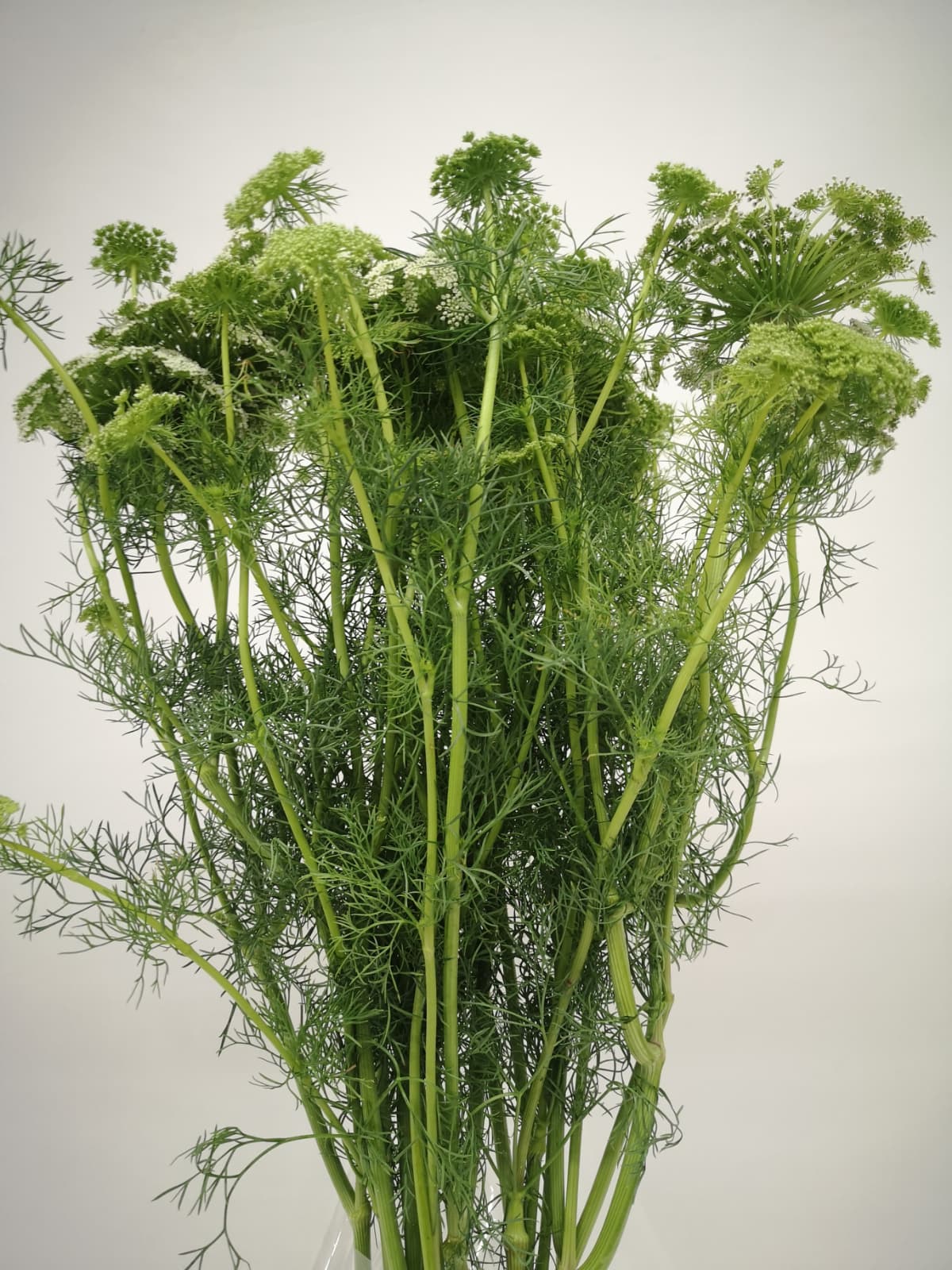 Ammi visnaga `Green Mist` CH