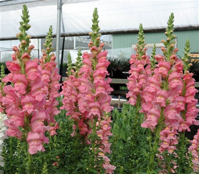 Antirrhinum majus CH