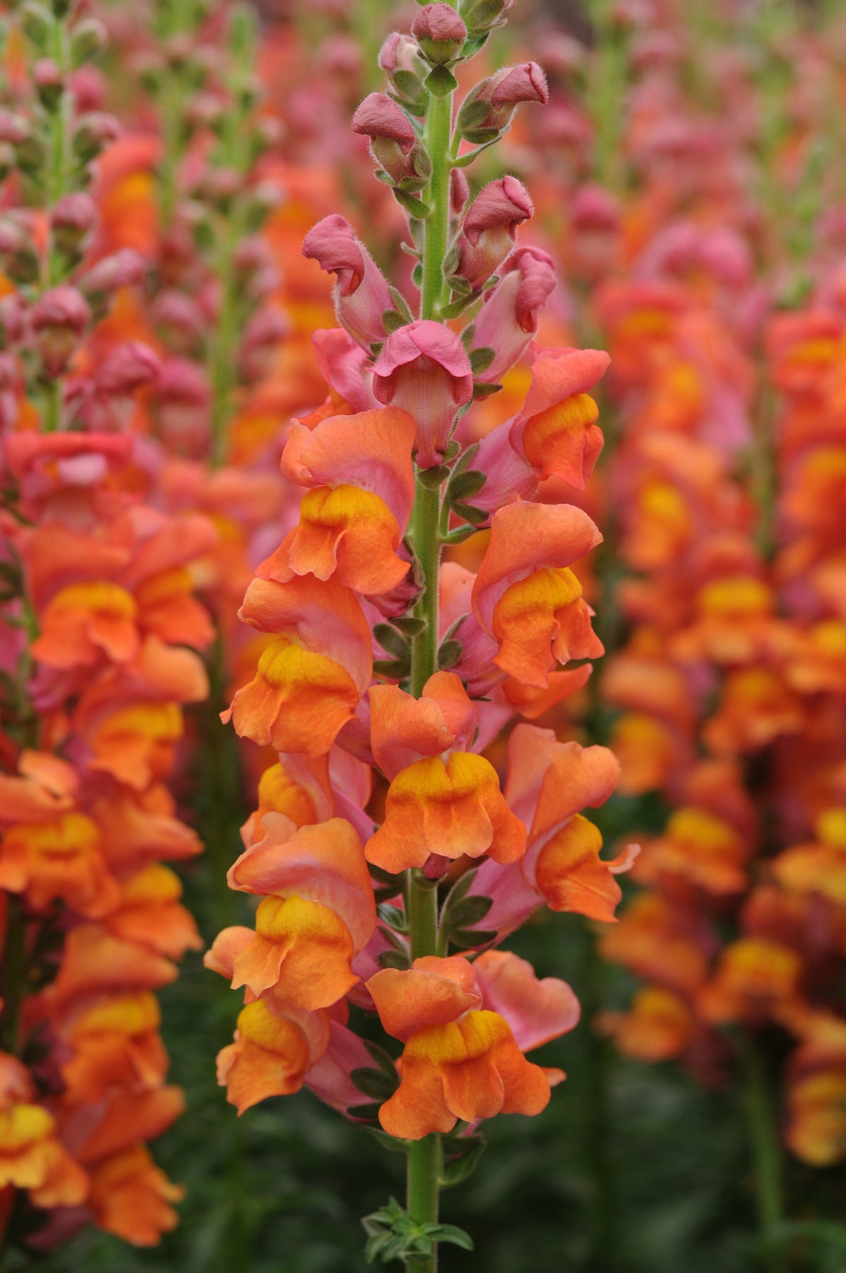 Antirrhinum majus CH