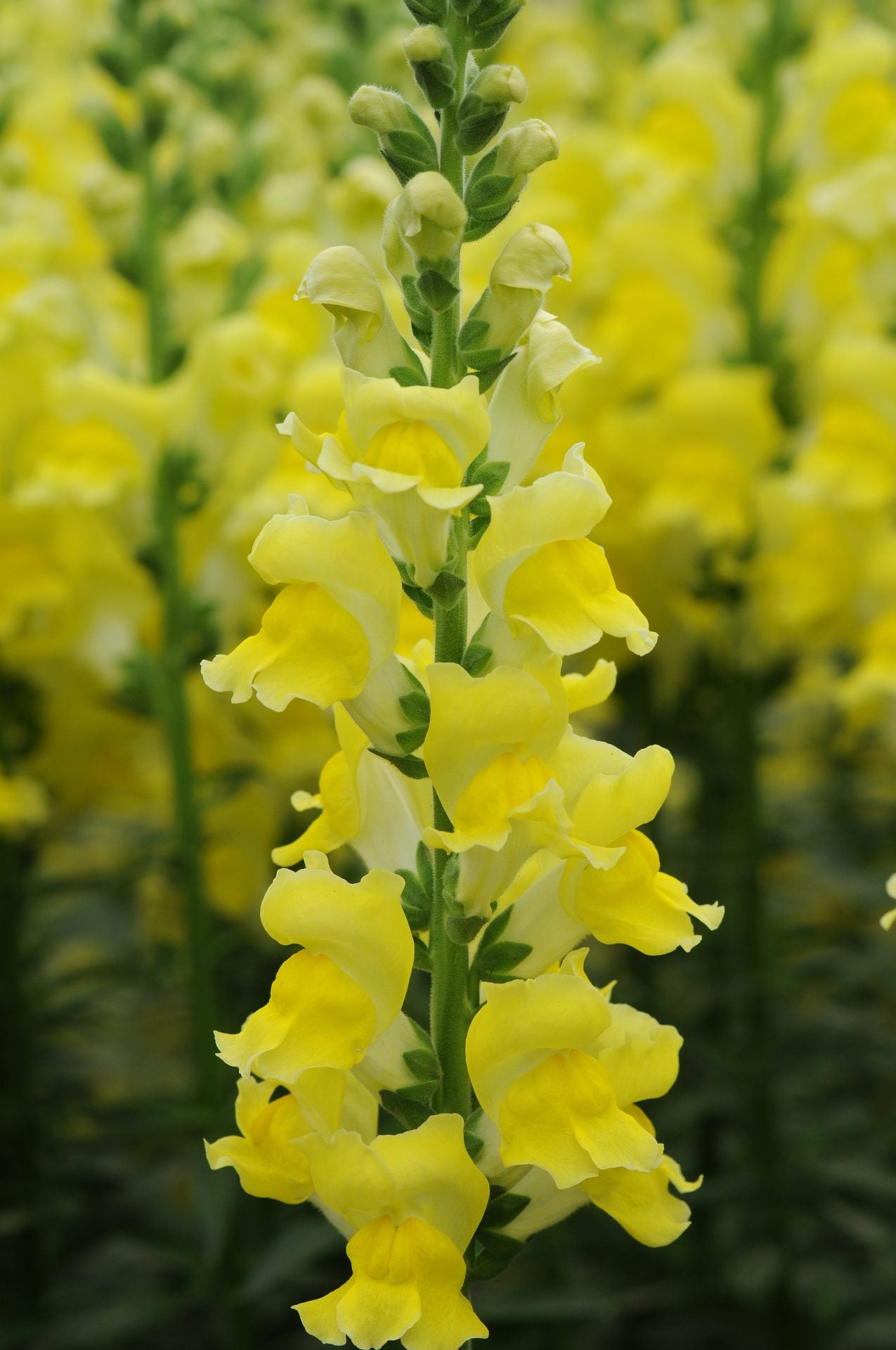 Antirrhinum majus CH
