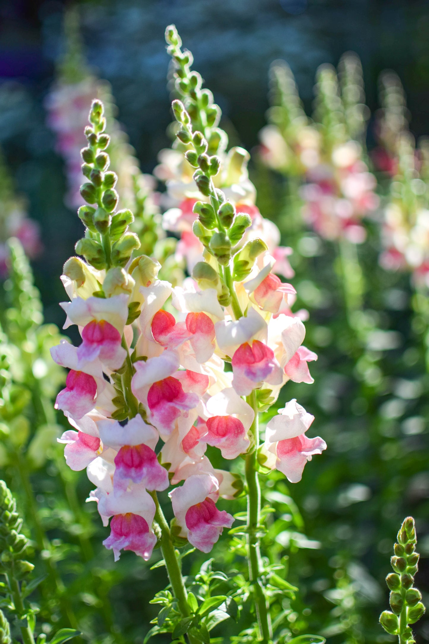 Antirrhinum CH
