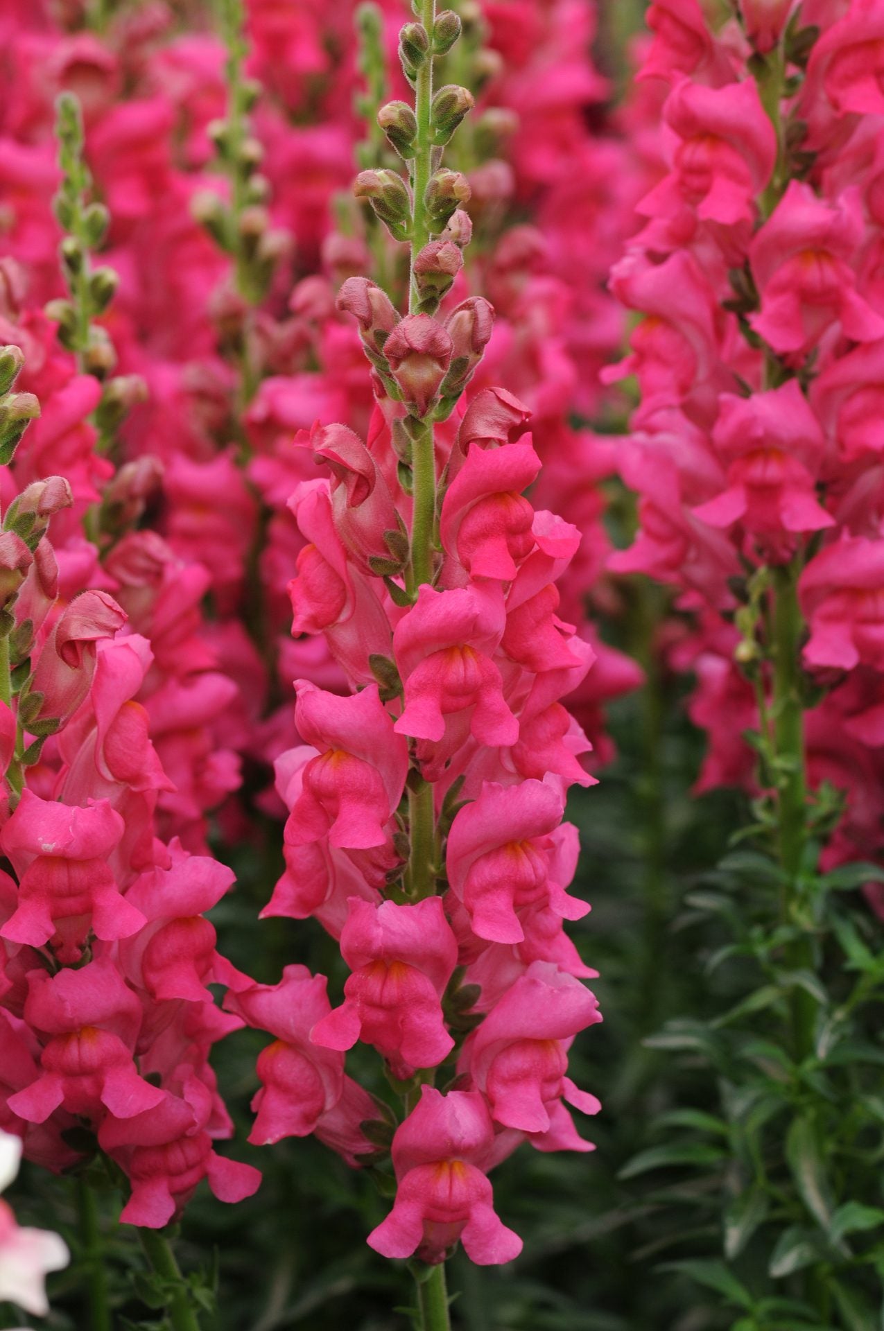 Antirrhinum majus CH
