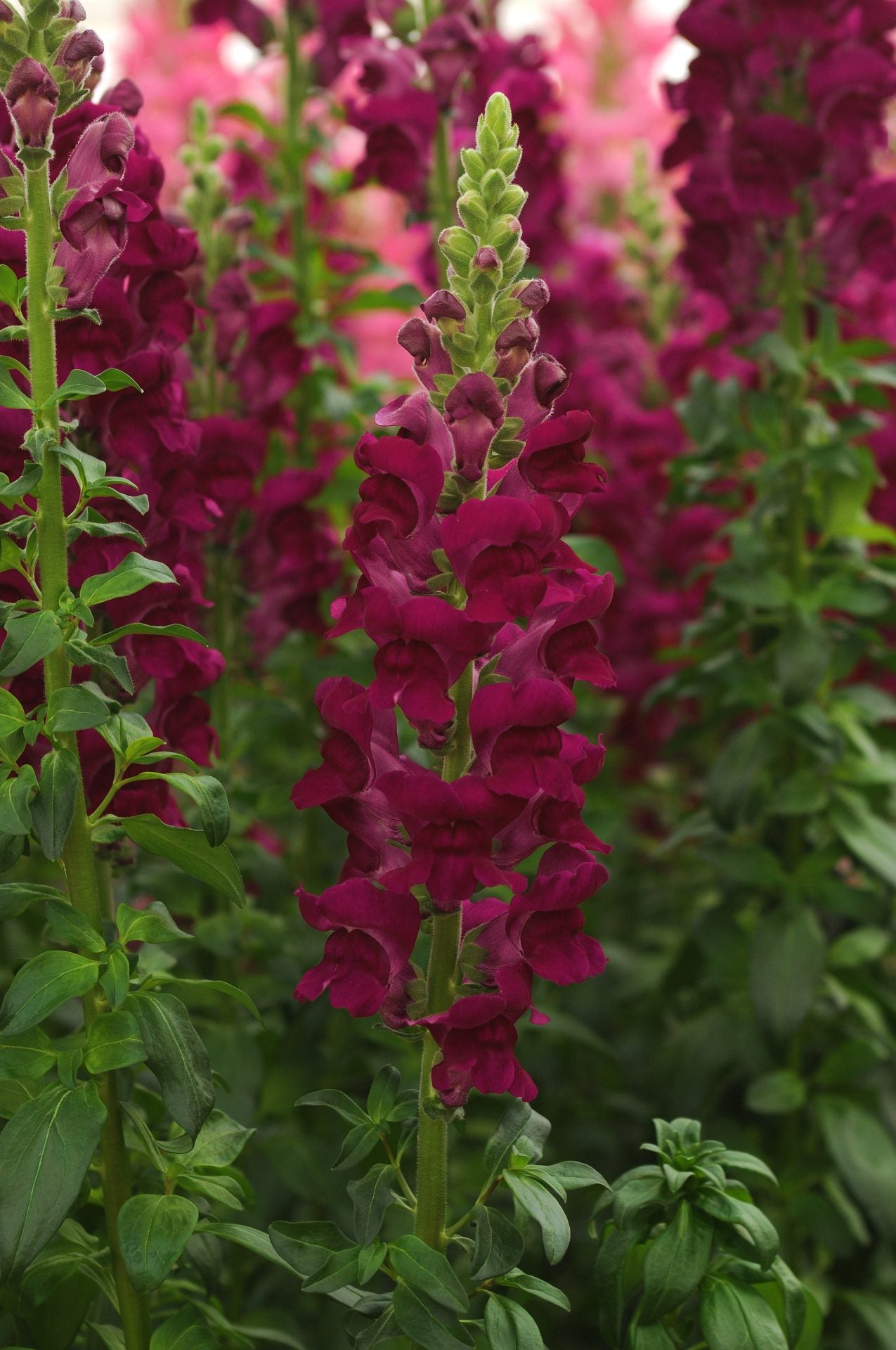 Antirrhinum CH
