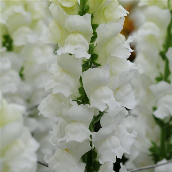 Antirrhinum majus CH