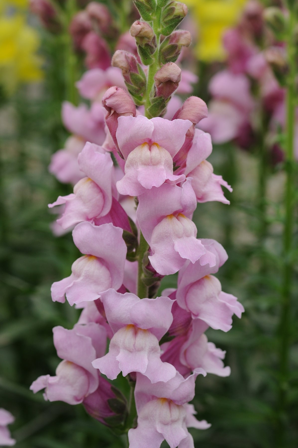 Antirrhinum majus CH