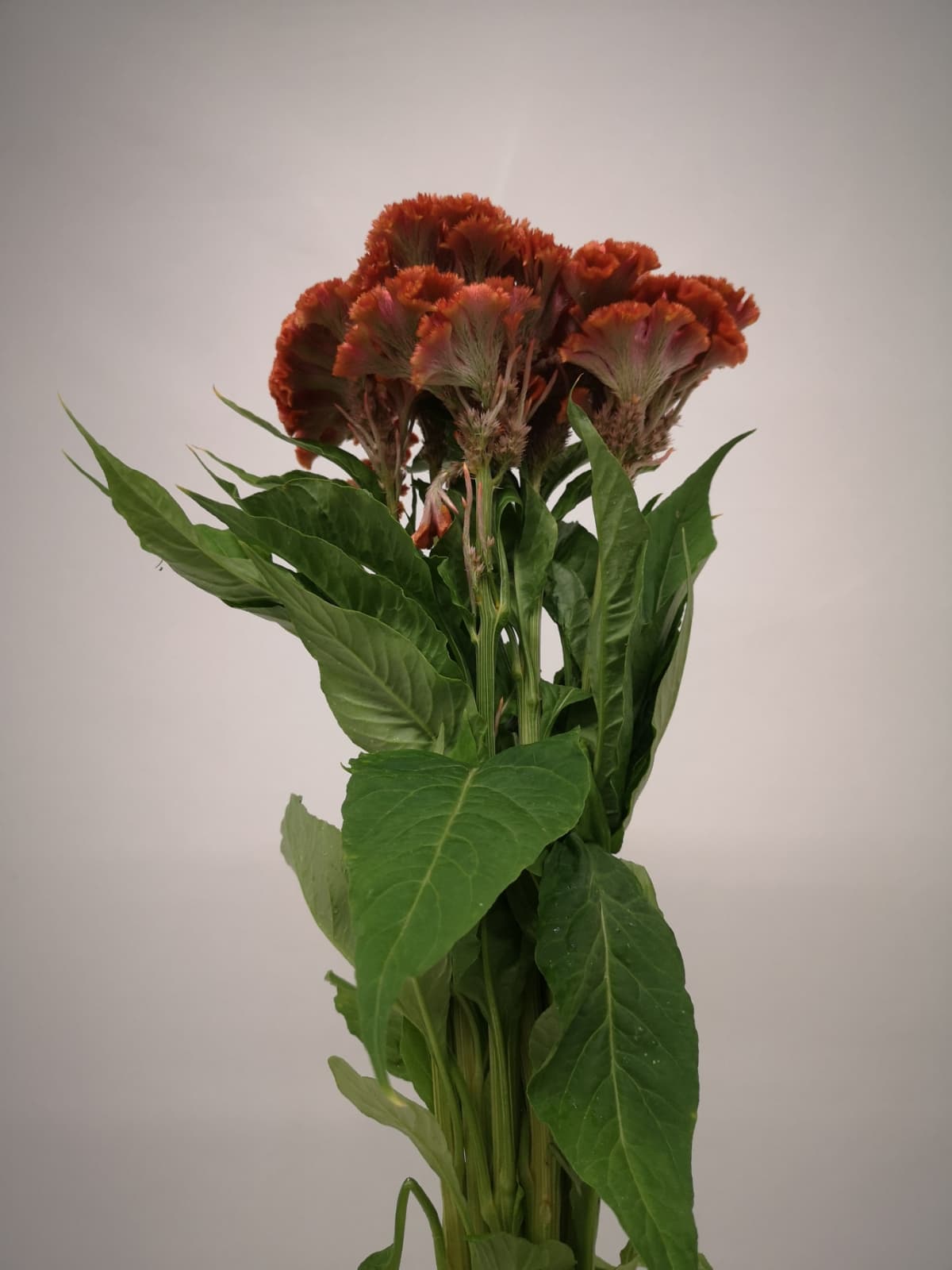 Celosia CH