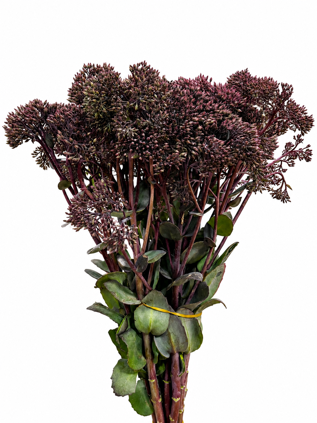 Sedum CH