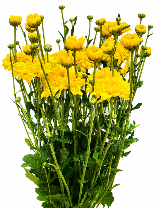 Chrysanthemum CH