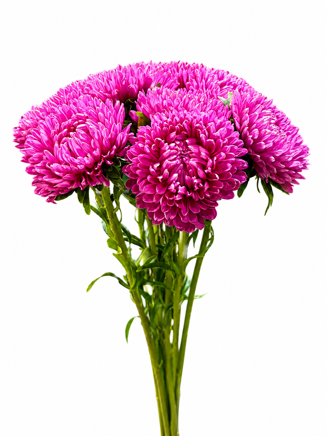 Aster 'Lady' CH