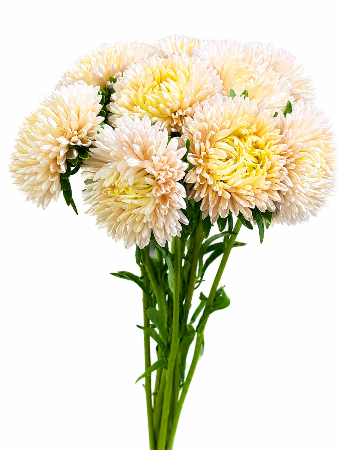 Aster 'Lady' CH