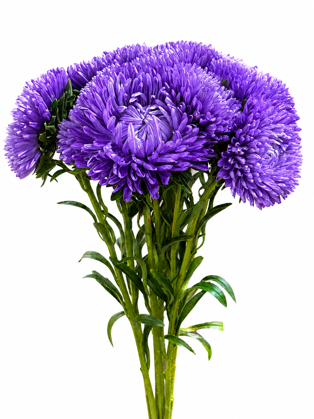 Aster 'Lady' CH
