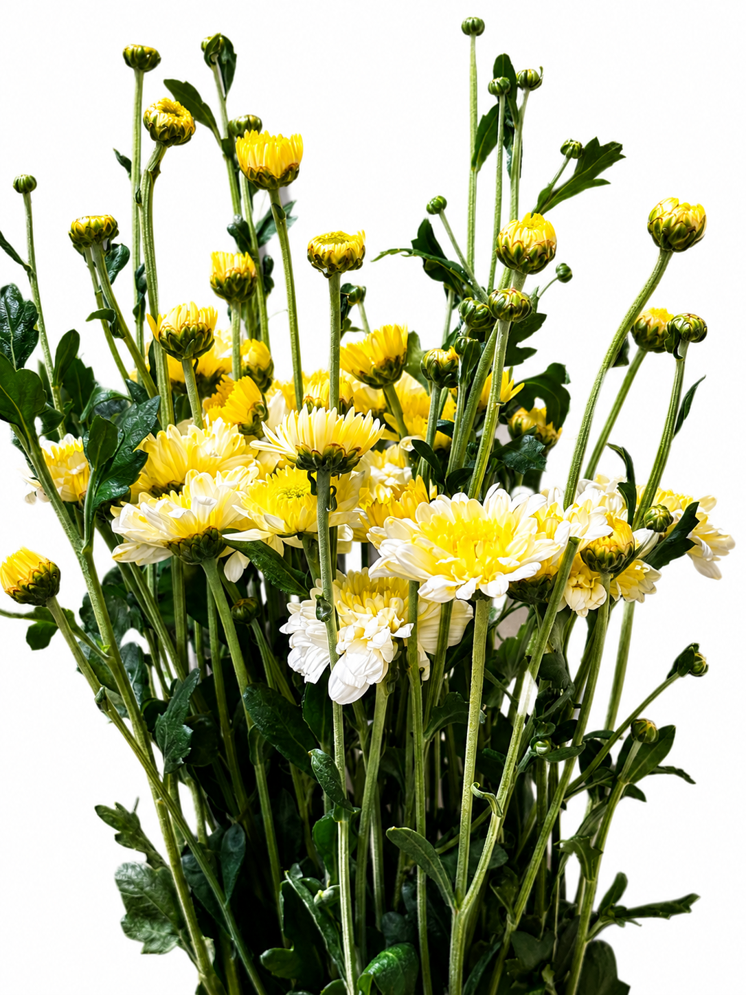 Chrysanthemum CH