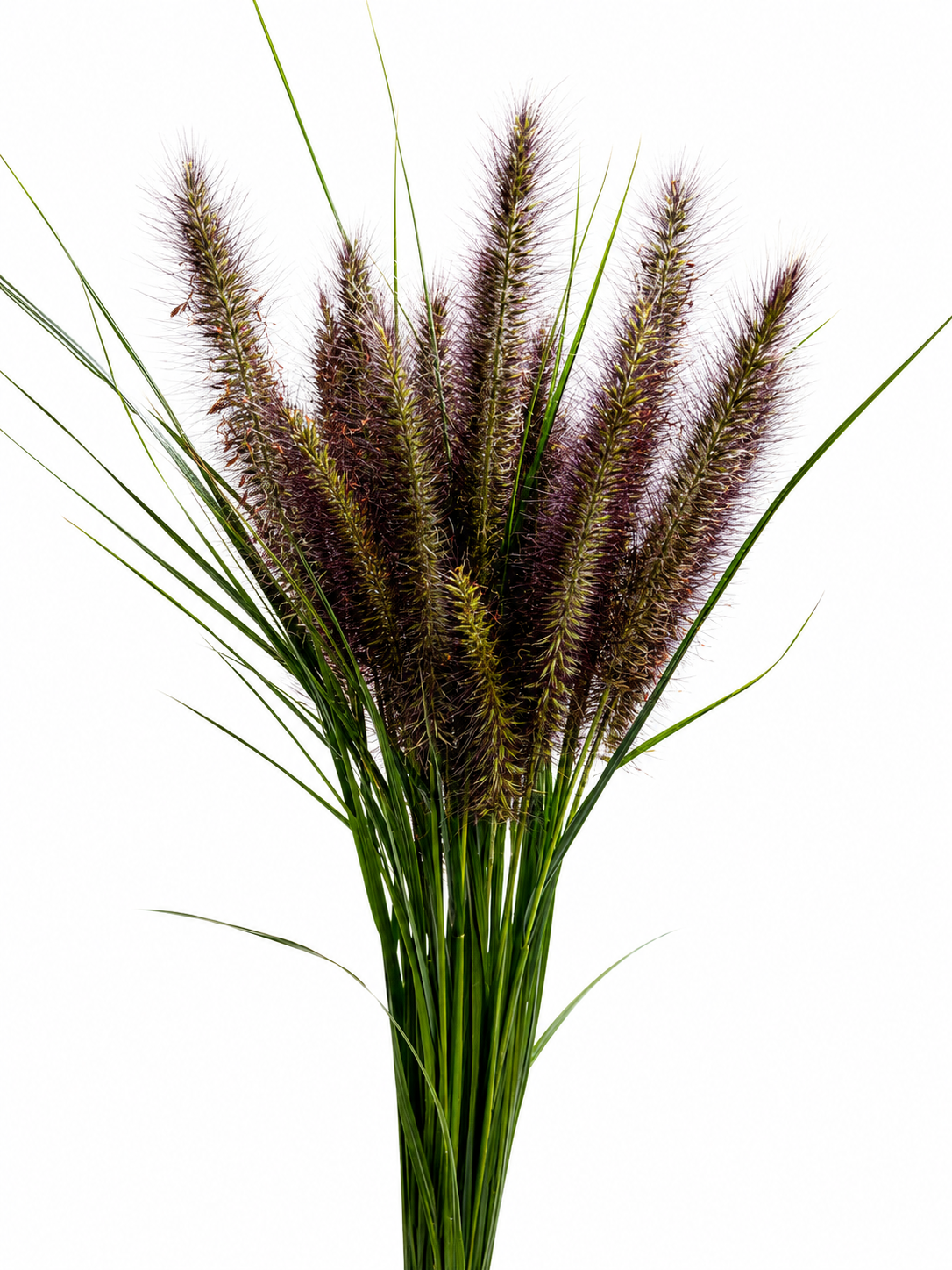 Pennisetum CH