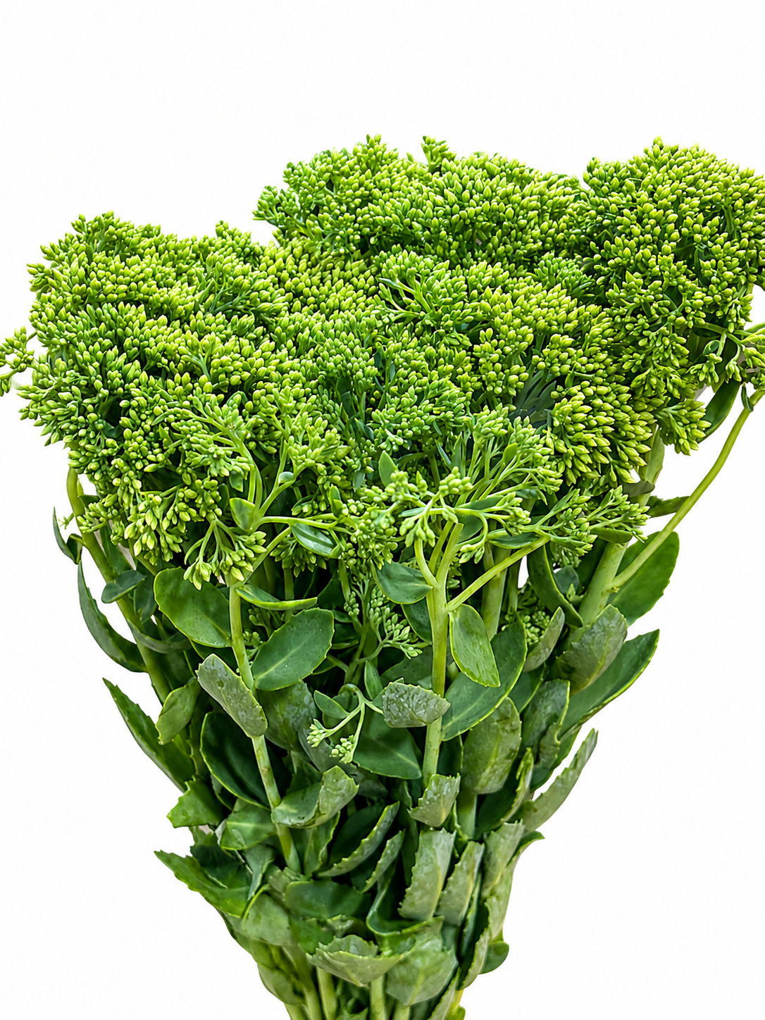 Sedum Herbstfreude CH
