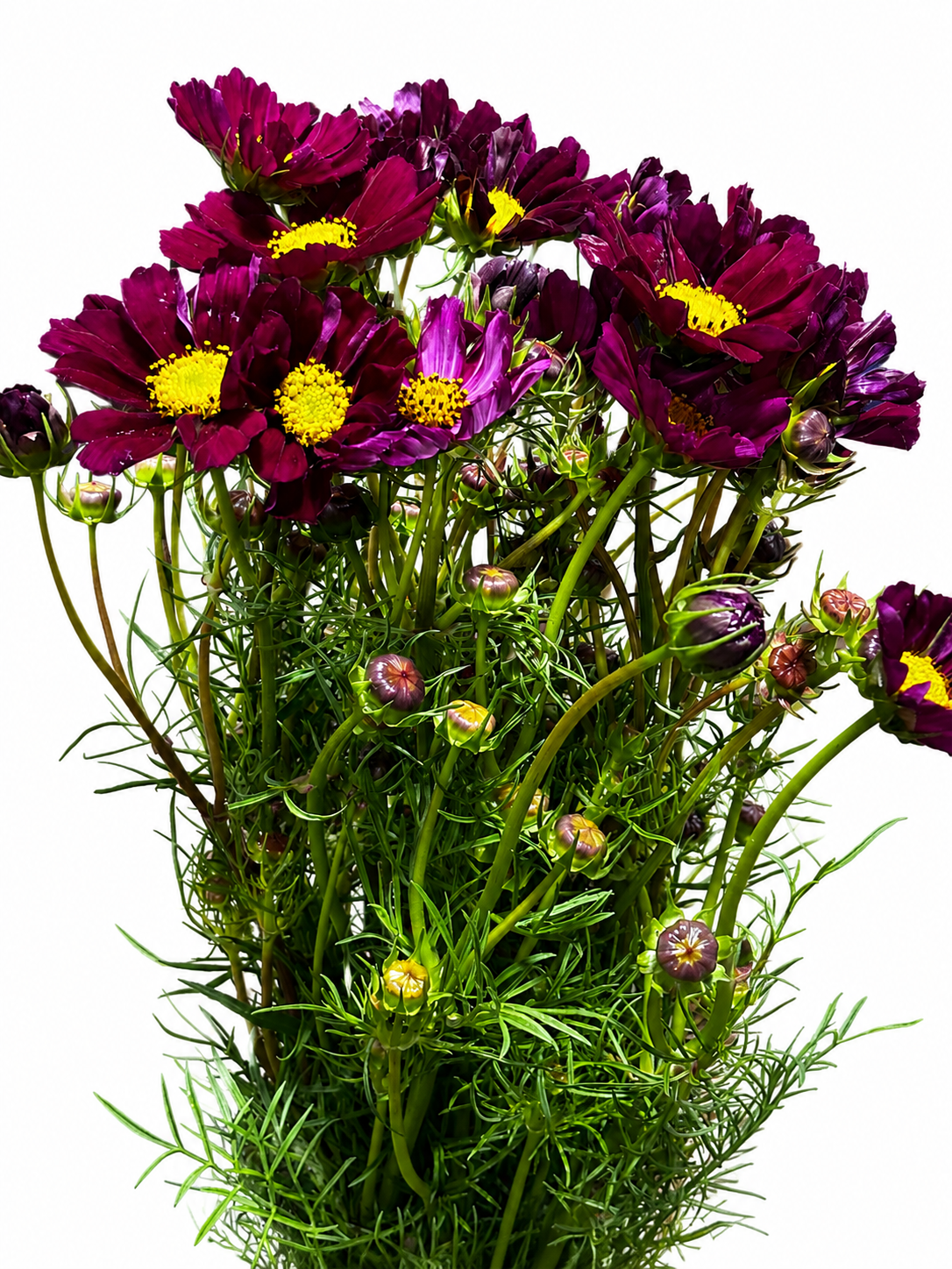 Cosmea CH