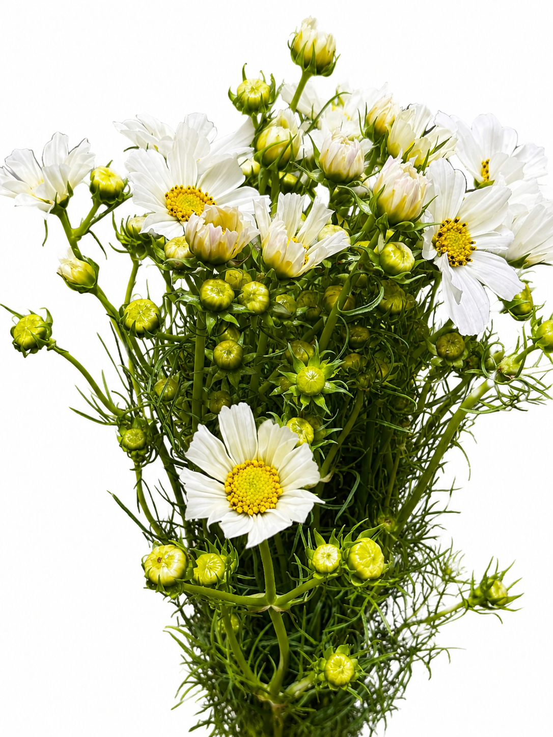 Cosmea CH