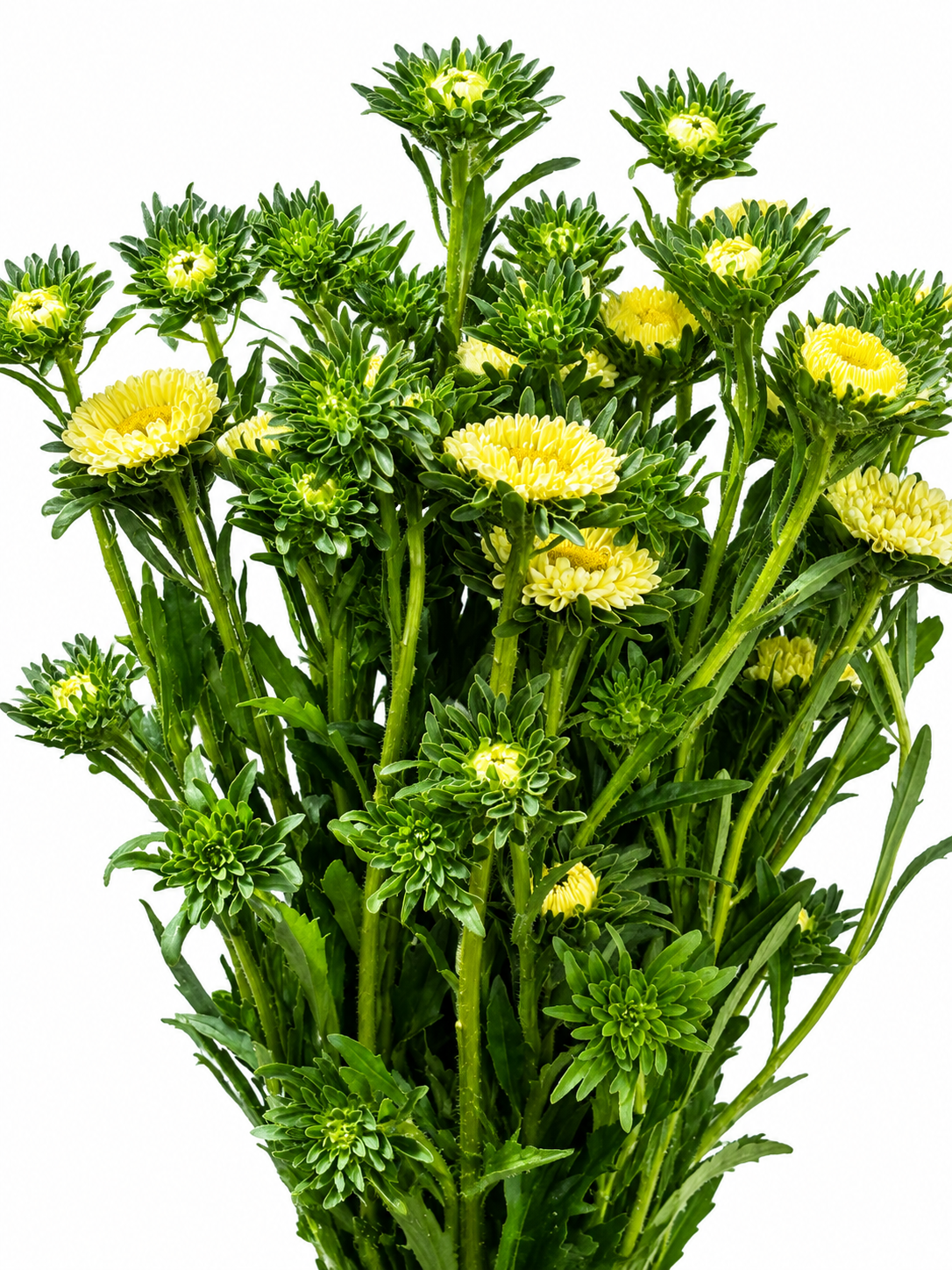 Callistephus chinensis CH