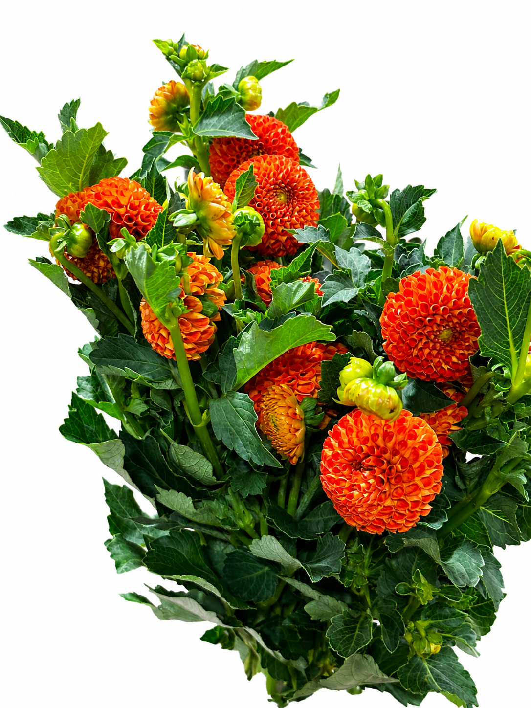 Dahlia CH