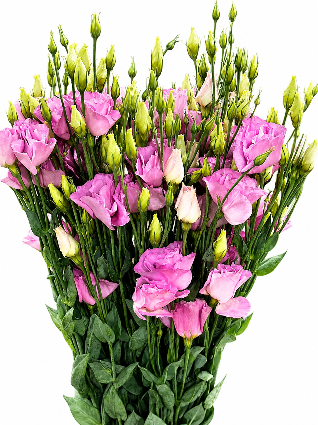 Lisianthus (Eustoma) CH