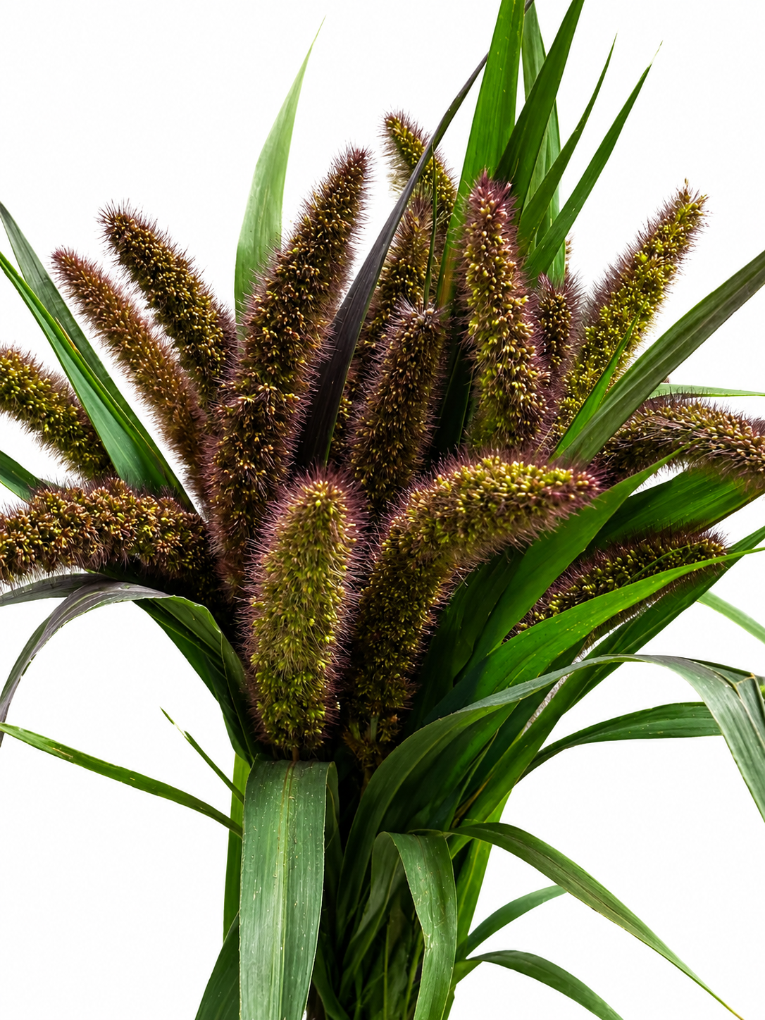 Setaria CH