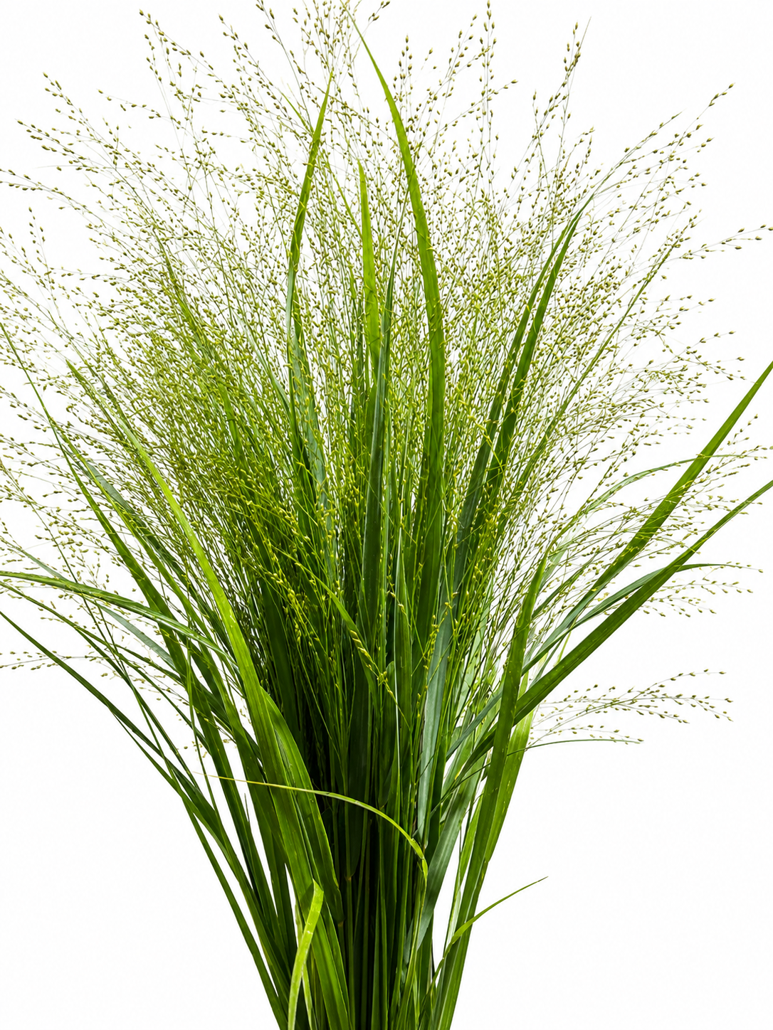 Panicum virgatum 'Rehbraun' CH