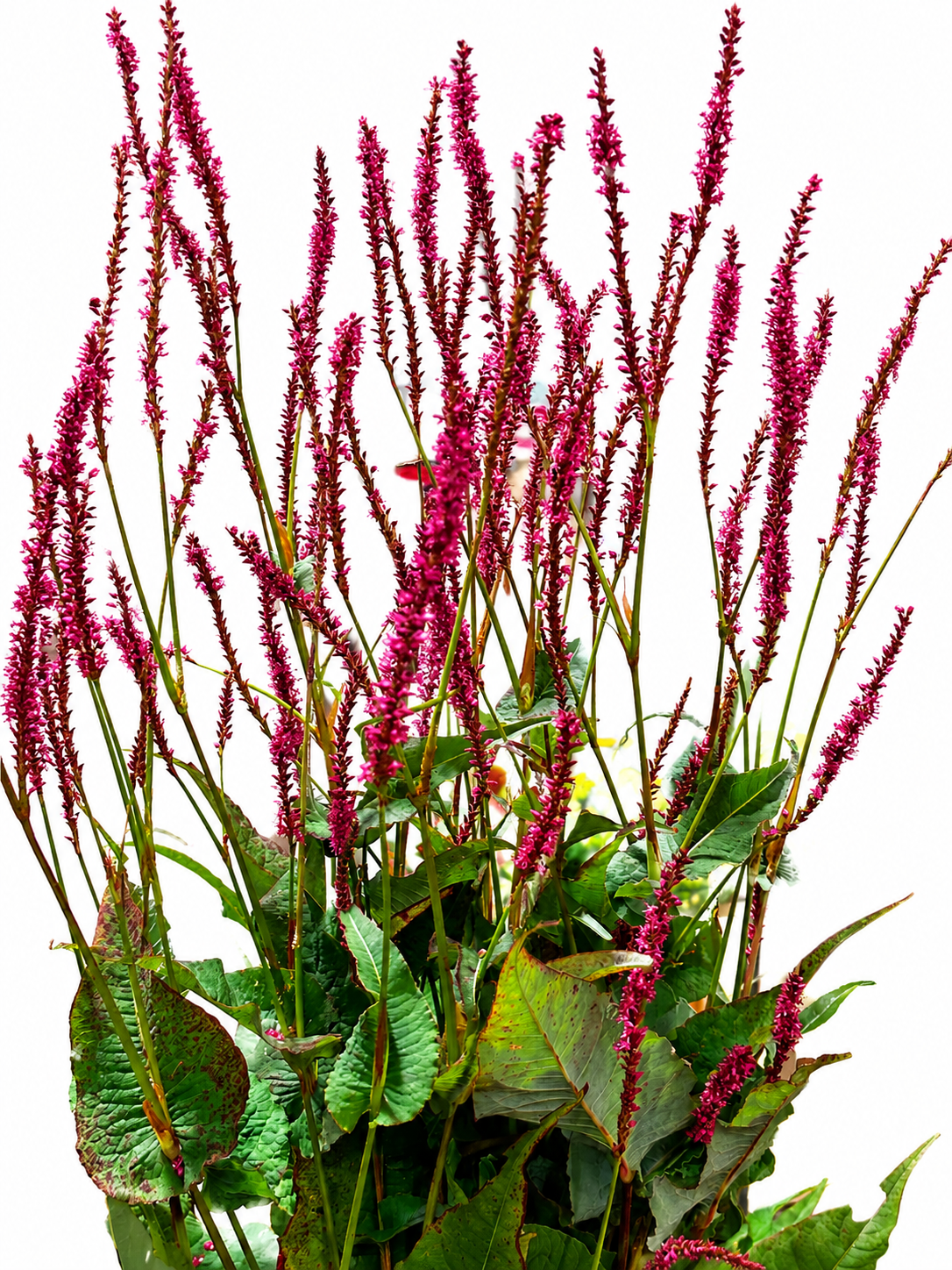 Persicaria CH