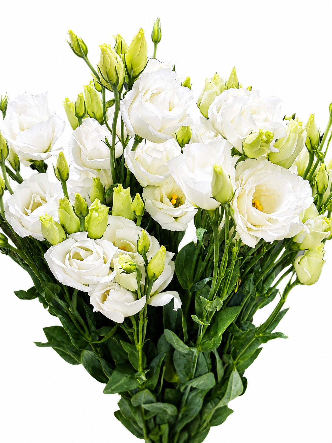 Lisianthus (Eustoma) CH