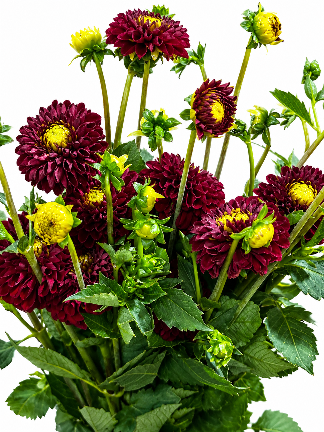 Dahlia CH