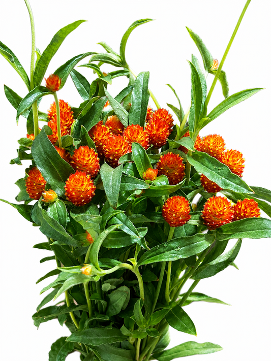 Gomphrena CH