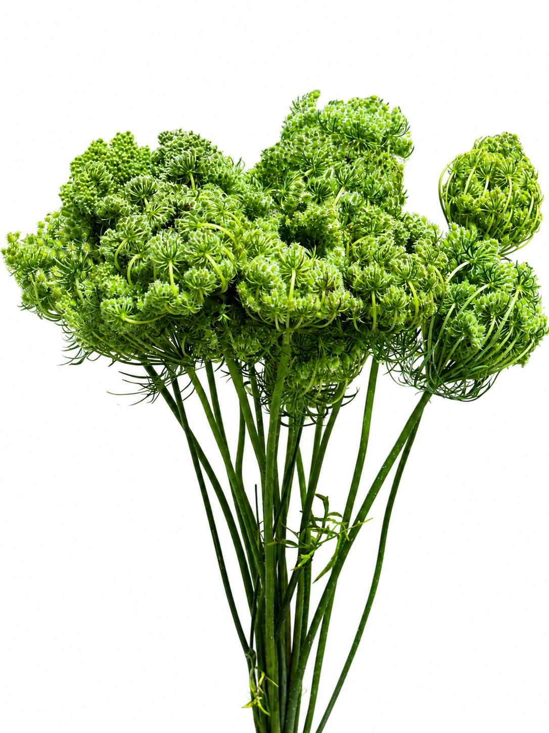 Daucus Frucht CH