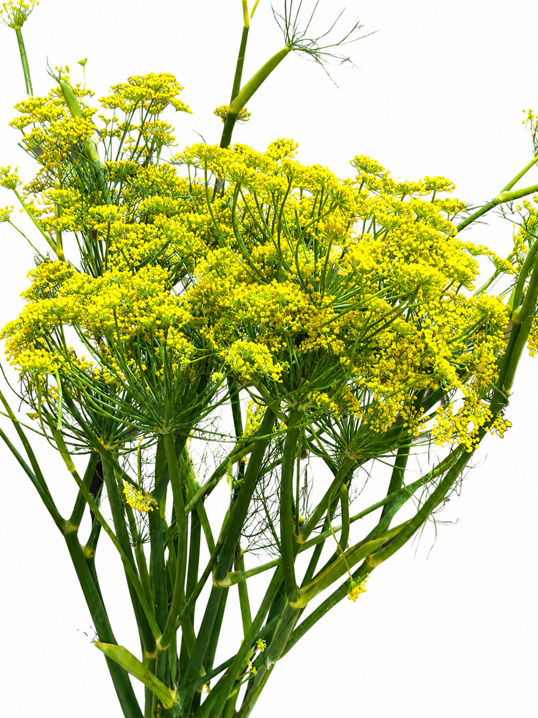 Foeniculum CH
