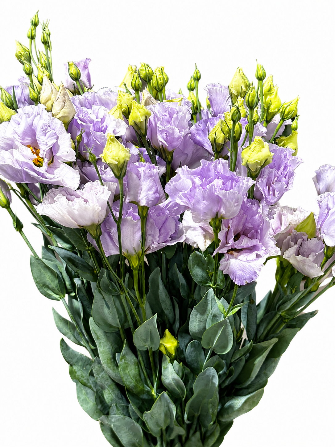 Lisianthus (Eustoma) CH