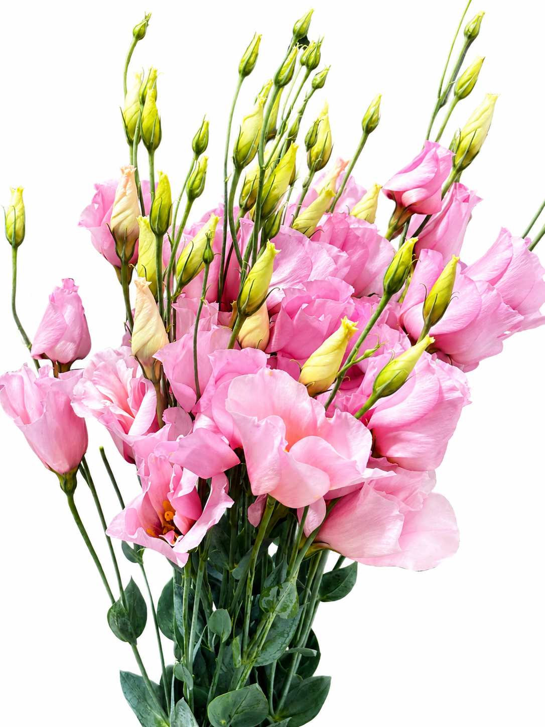 Lisianthus (Eustoma) CH
