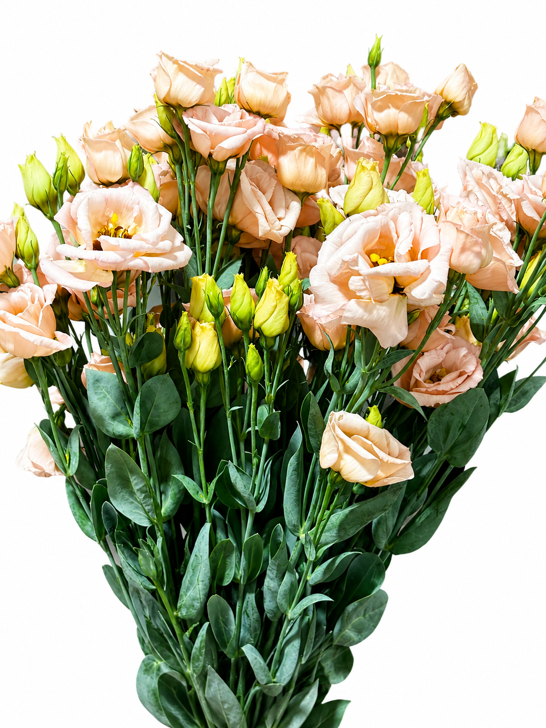 Lisianthus (Eustoma) CH