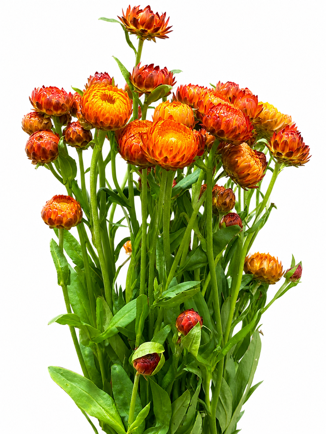 Helichrysum CH