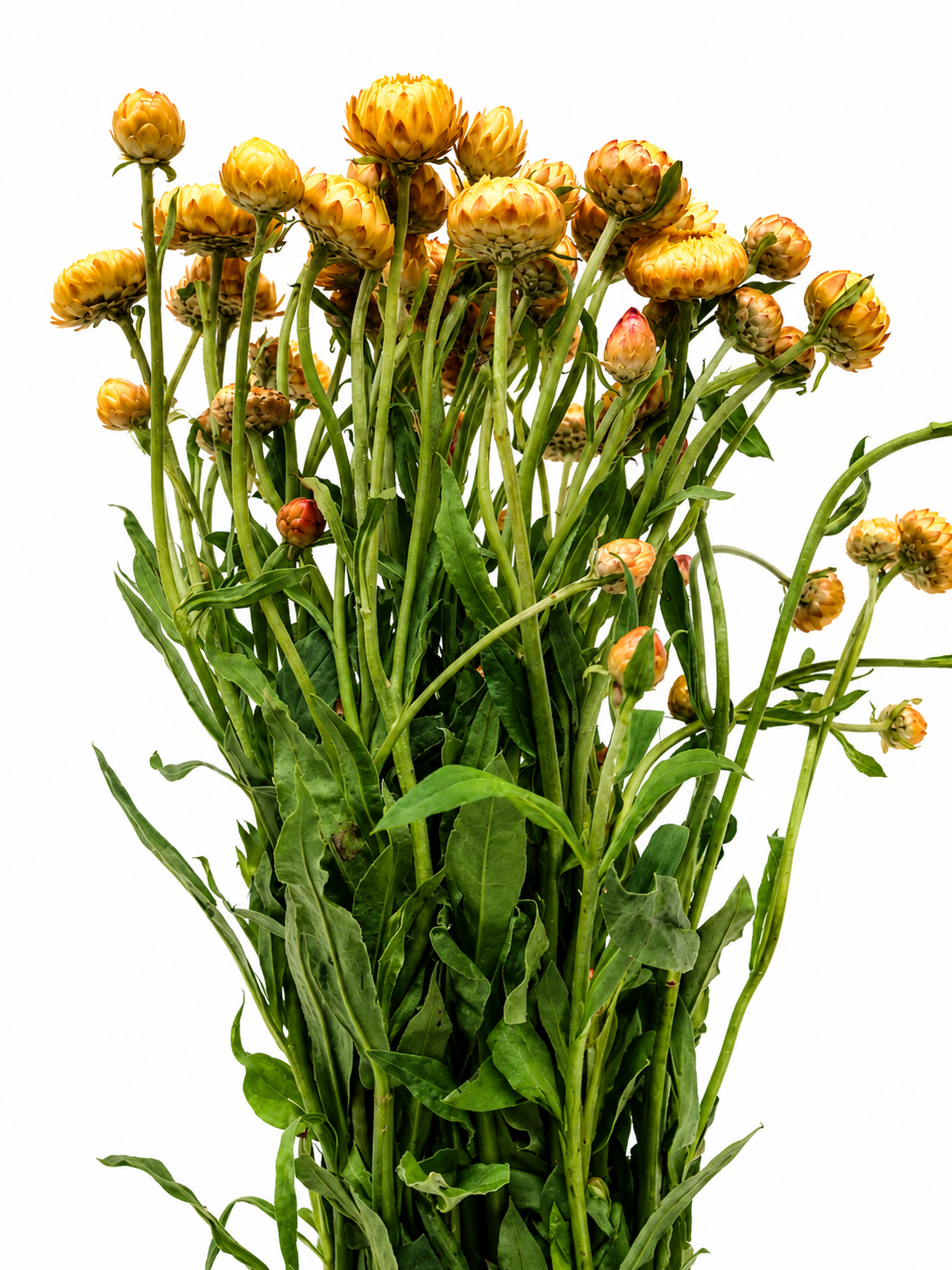 Helichrysum CH