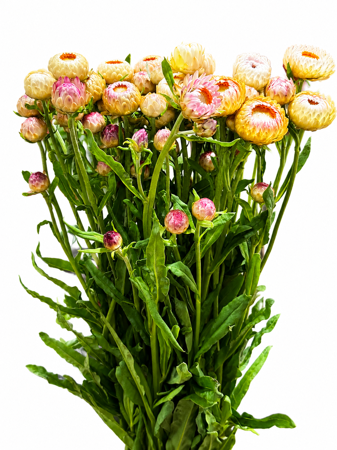 Helichrysum CH