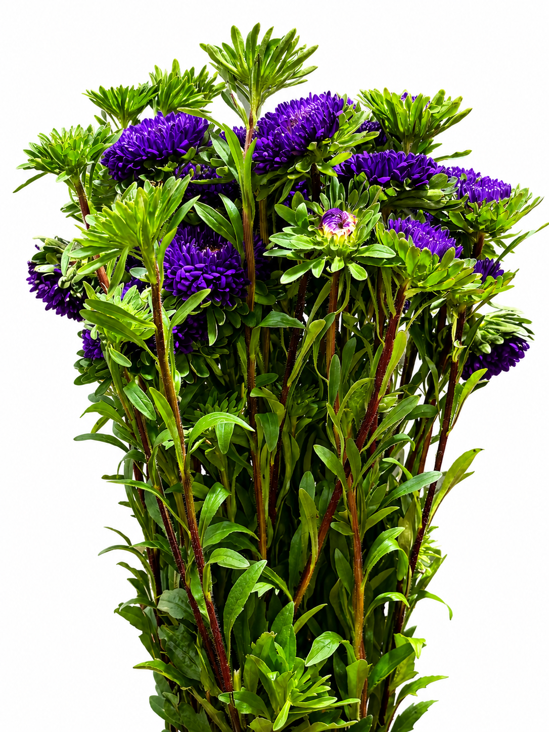 Callistephus chinensis CH