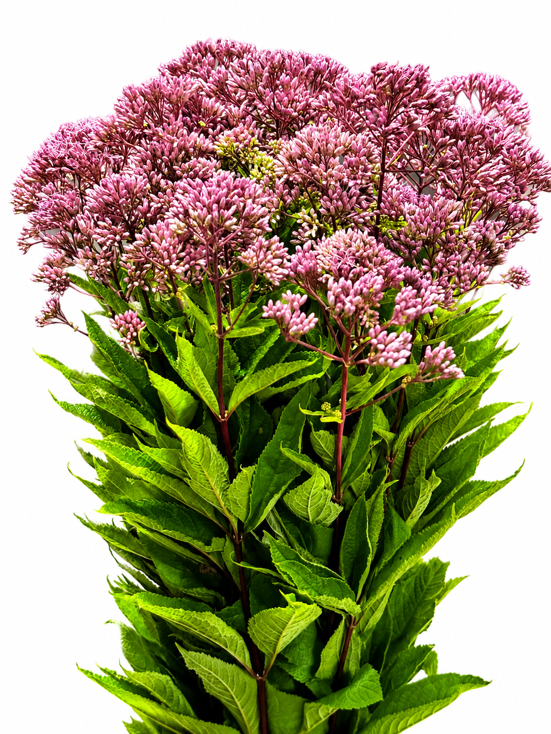 Eupatorium CH