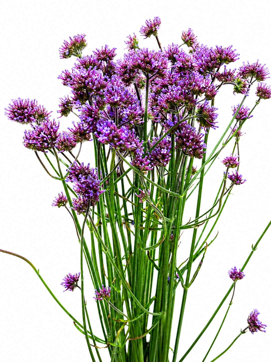 Verbena bonariensis CH