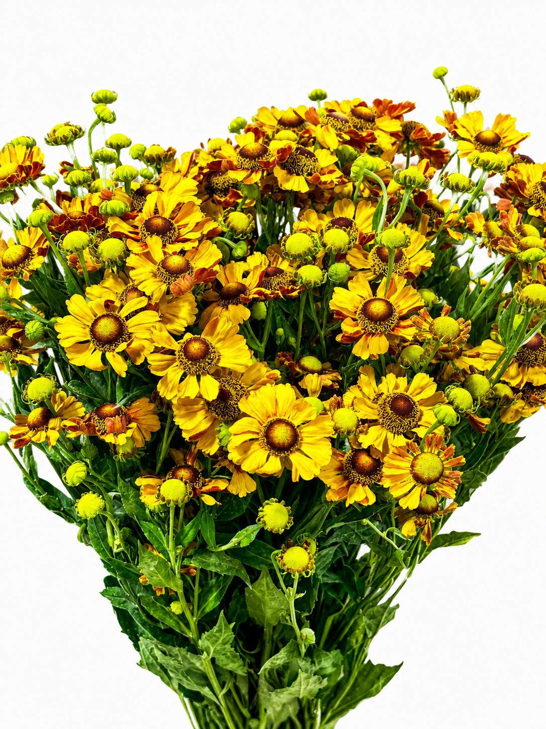 Helenium CH