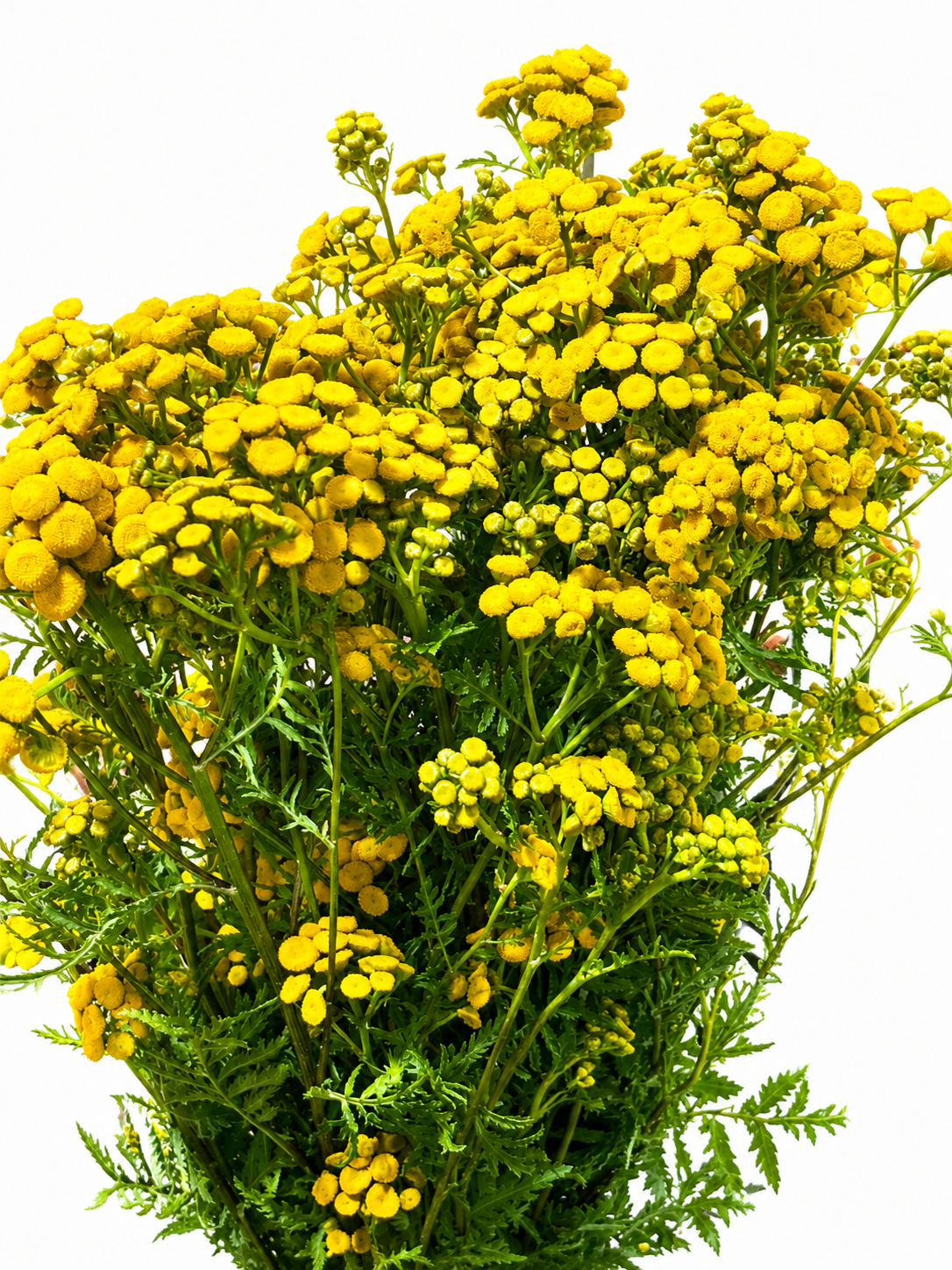Tanacetum 'Golden Vegmo' CH