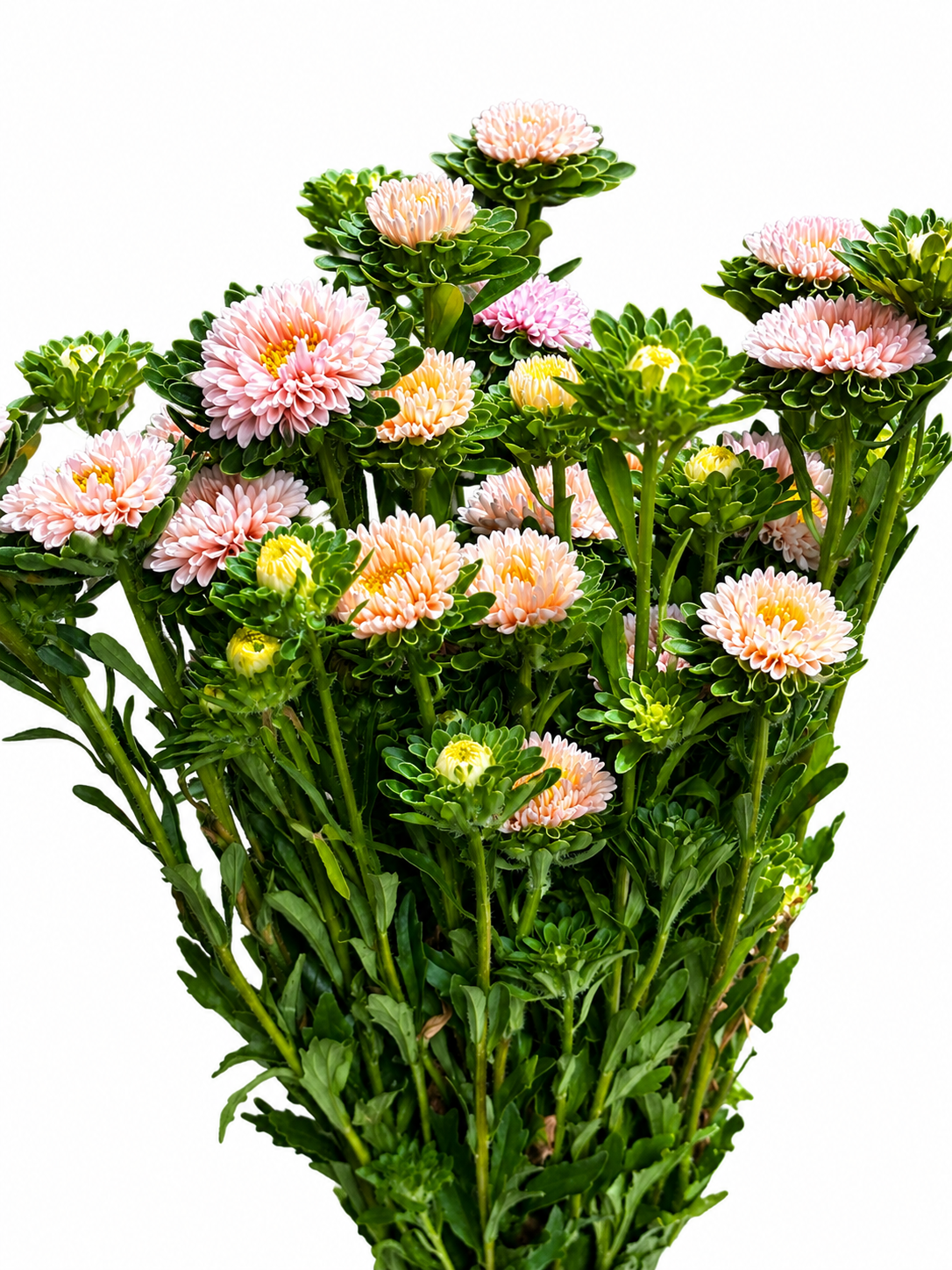 Callistephus chinensis CH