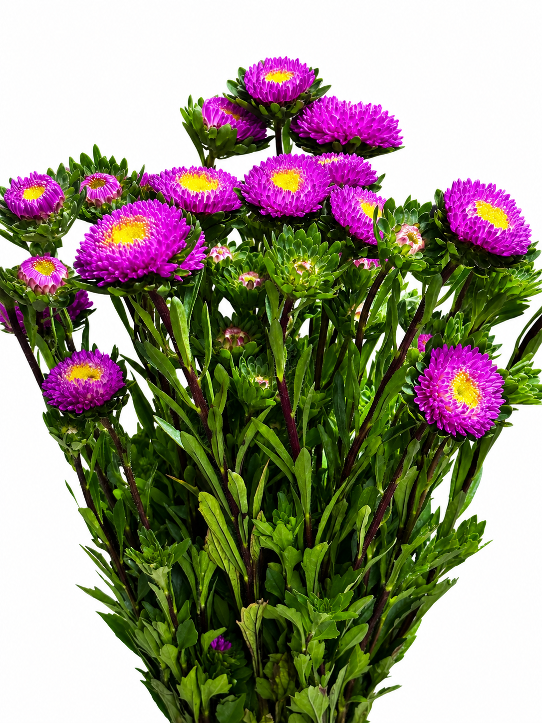 Callistephus chinensis CH